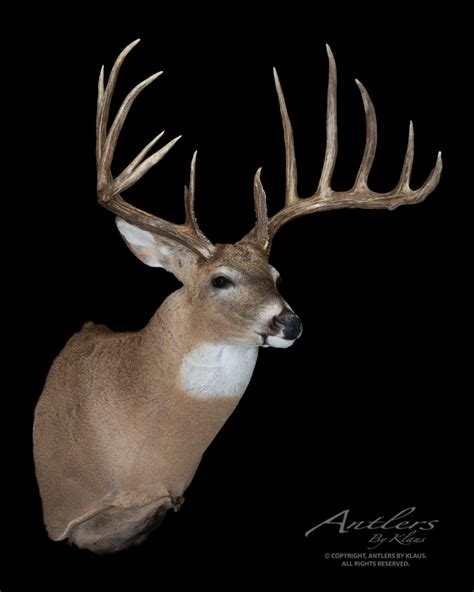 hansen buck|milo hanson buck sold.